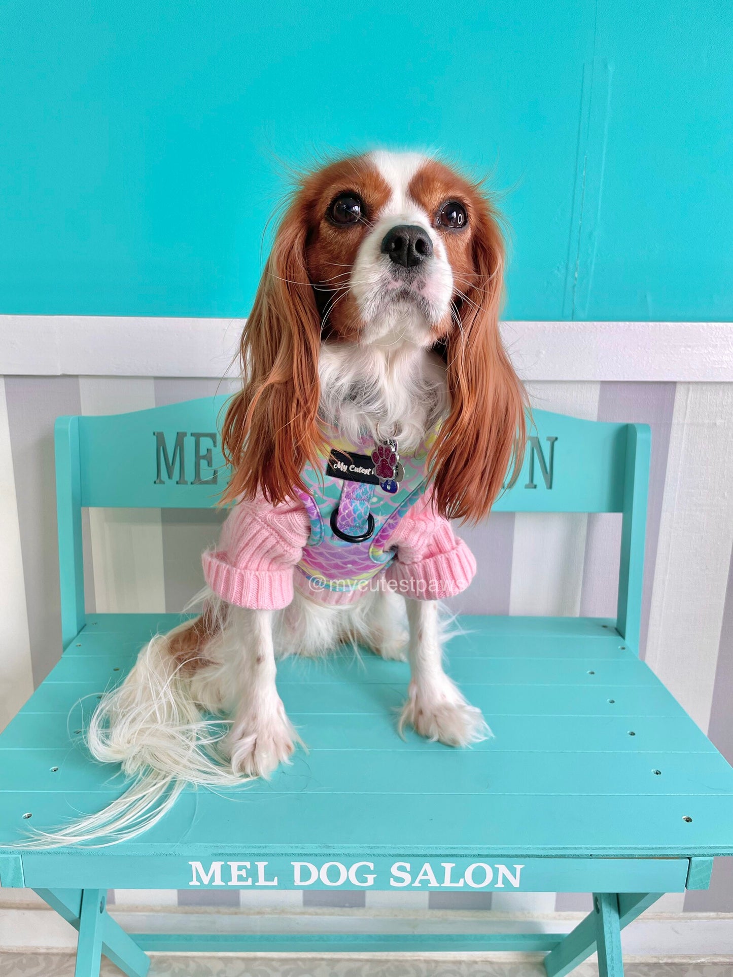 Tropical Mermaid ドッグ ソフトメッシュ ハーネス