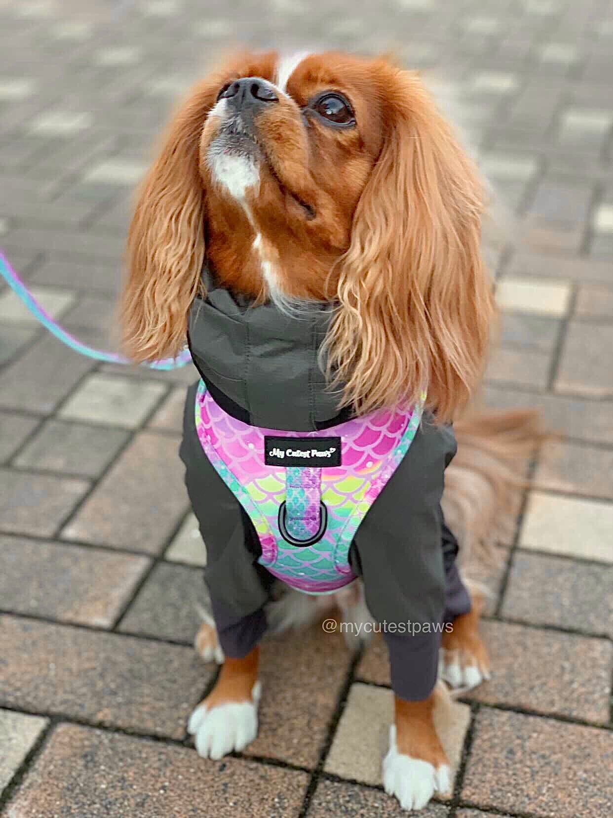 Tropical Mermaid ドッグ ソフトメッシュ ハーネス