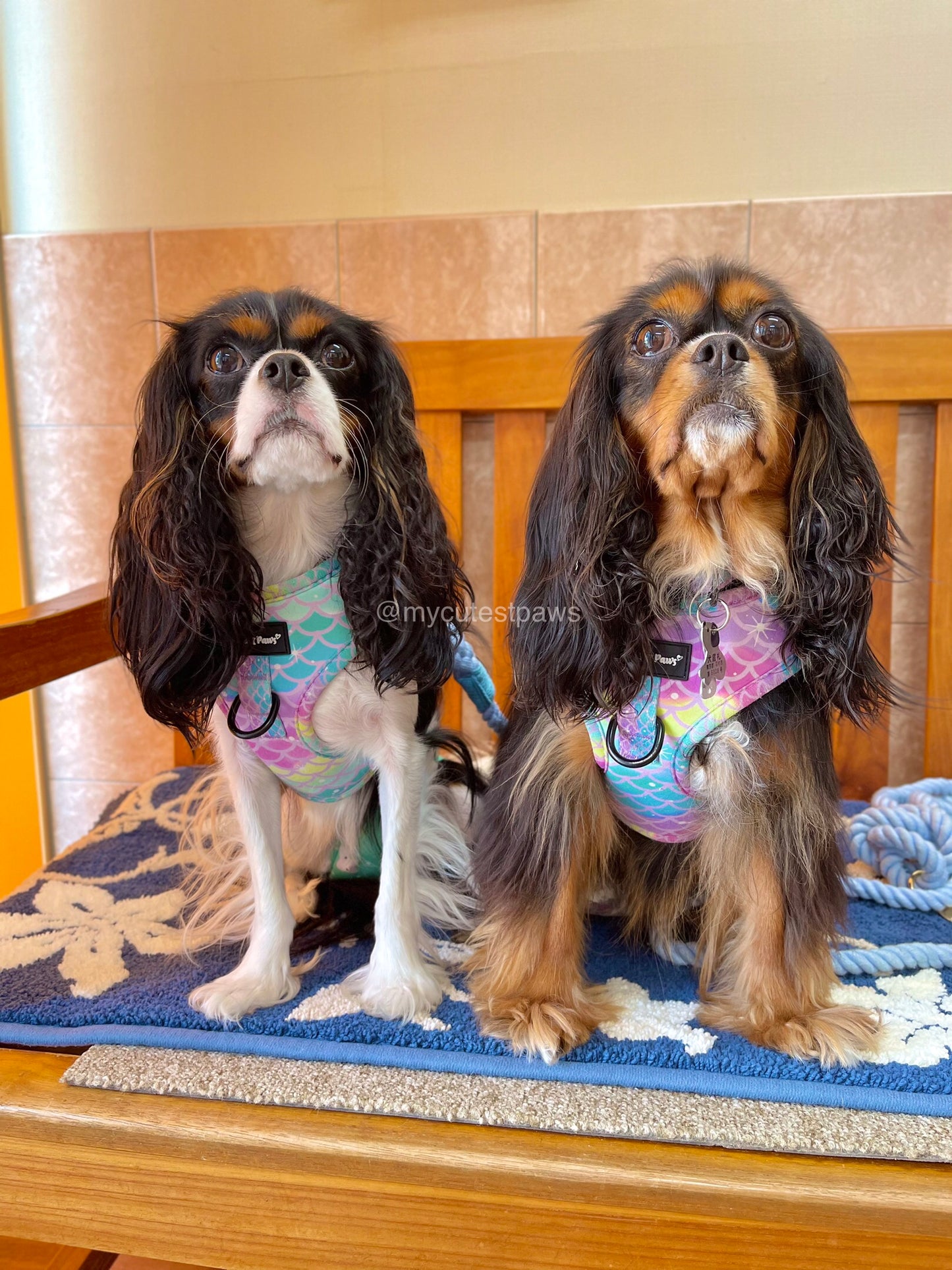 Tropical Mermaid ドッグ ソフトメッシュ ハーネス