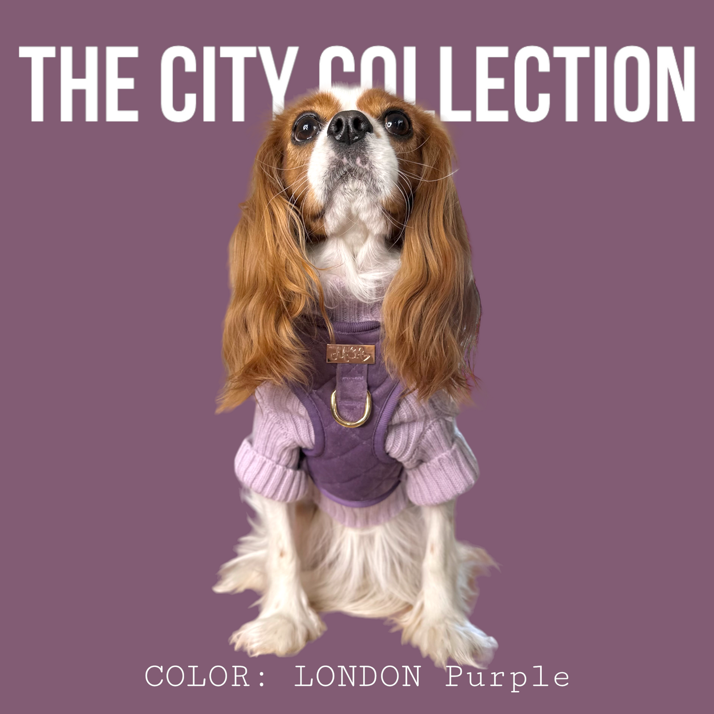 THE CITY  ベルベットハーネス