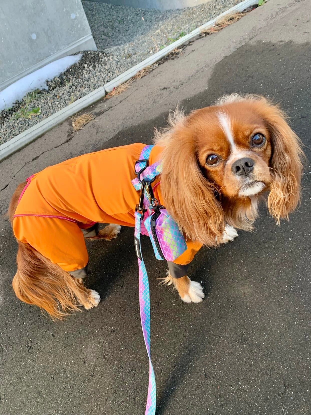 Tropical Mermaid プーバッグ (うんち袋付き♡ポーチ)